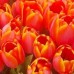 50pcs Orange Tulips Bouquet